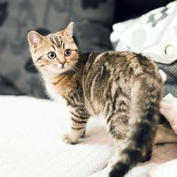 Portrait of cat sitting on bed