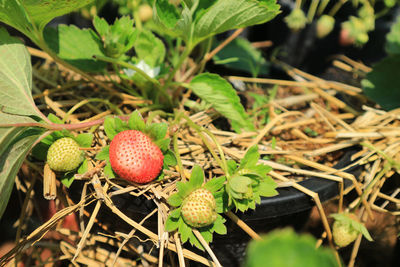 Close-up of strawberry growing on plant