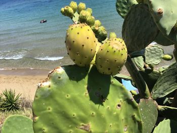Close-up of succulent plant growing on beach