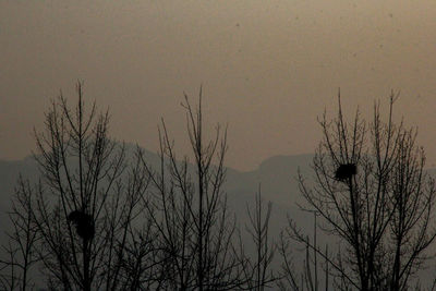 Silhouette plants against sky during sunset