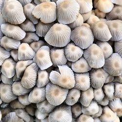 Full frame shot of mushrooms