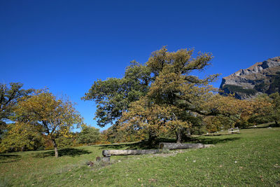 Trees on landscape against clear blue sky