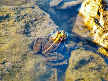 Close-up of turtle in sea