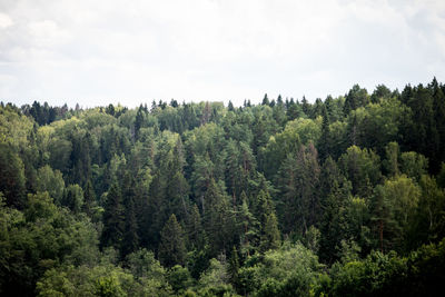 Trees in forest against sky