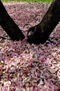 High angle view of pink cherry blossoms