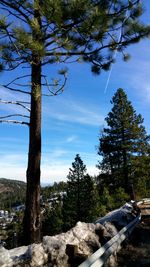 Low angle view of trees in forest against blue sky