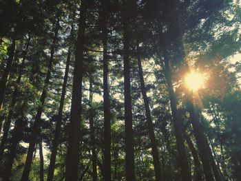 Sun shining through trees