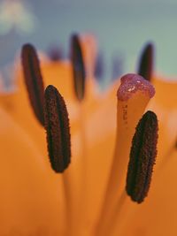 Close-up of orange flower