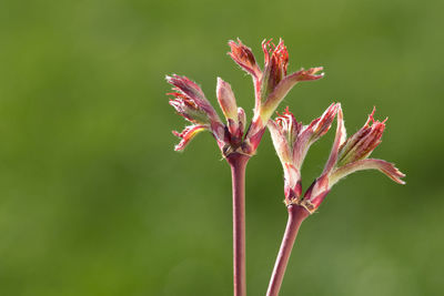 Close-up of red flower against blurred background