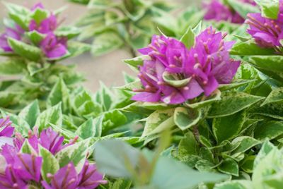 Close-up of pink flowering plant