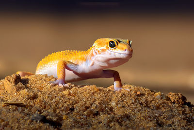 Leopard gecko