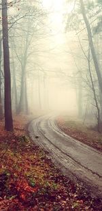 Trees in forest during autumn