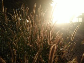 Close-up of plants growing on field against sky