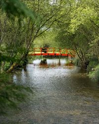 Bridge over river amidst trees in forest