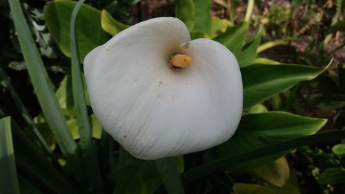Close-up of white flowering plant