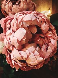 Close-up of pink roses