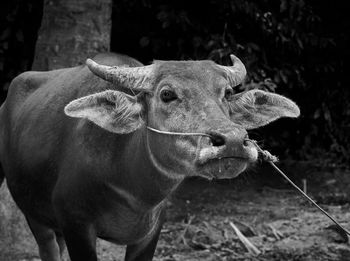 Buffalo black and white close-up