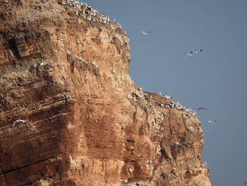 Low angle view of bird flying over cliff