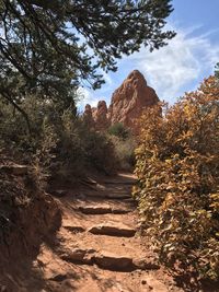 Plants growing on rocks against sky