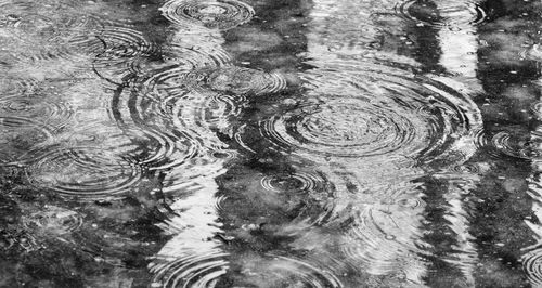 Reflection of trees in water