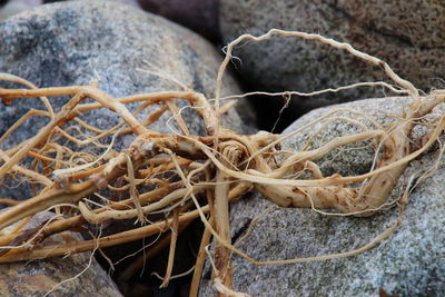 Close-up of dry plant