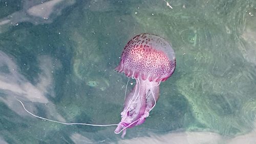 View of jellyfish swimming in sea