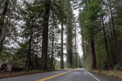 Empty road along trees in forest