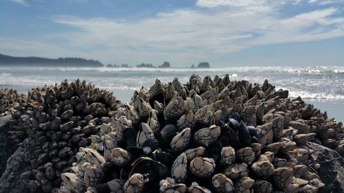 Seashells at beach against sky