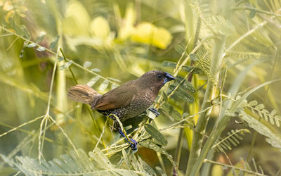 Close-up of bird perching on plant