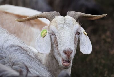 Goats standing on field