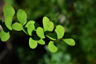 Close-up of leaves against blurred background