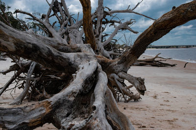 Driftwood on tree trunk at beach