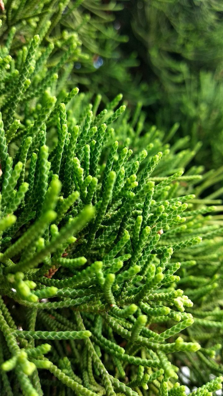 FULL FRAME SHOT OF GREEN PINE TREE