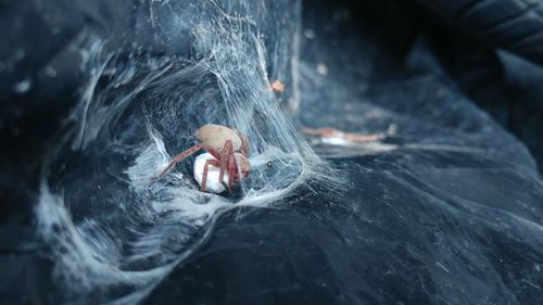 Close-up of young woman swimming in water