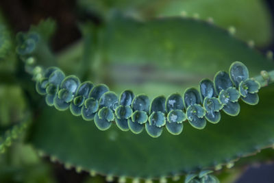 Close-up of young plants on the leaves