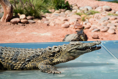 View of a turtle on rock