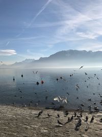 Seagulls flying over sea against sky