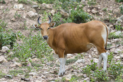 Cow standing in a field