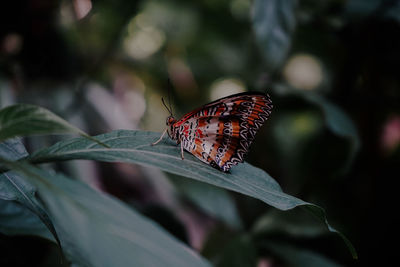 Butterfly on leaf