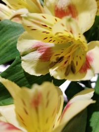 Close-up of fresh yellow flower blooming outdoors