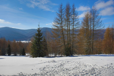 Snow covered land and trees against sky