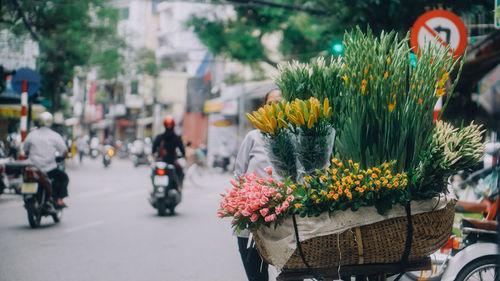 Close-up of flowers on street