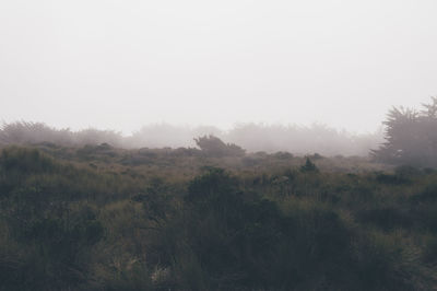 Trees on landscape against sky