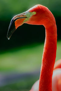 Close-up of a bird