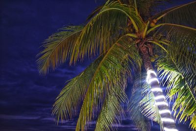 Low angle view of palm tree against blue sky