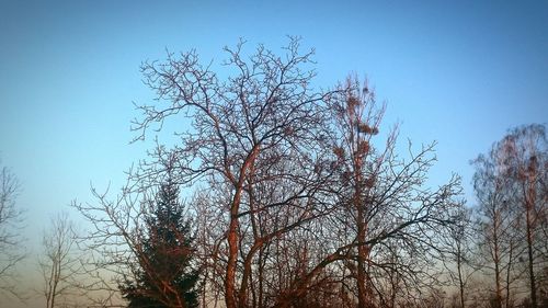 Low angle view of bare trees against clear sky