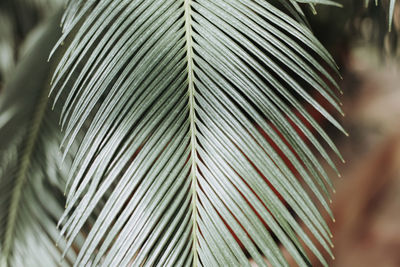 Close-up of palm leaves