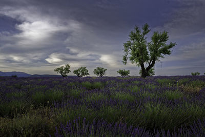 Plants growing on field against sky