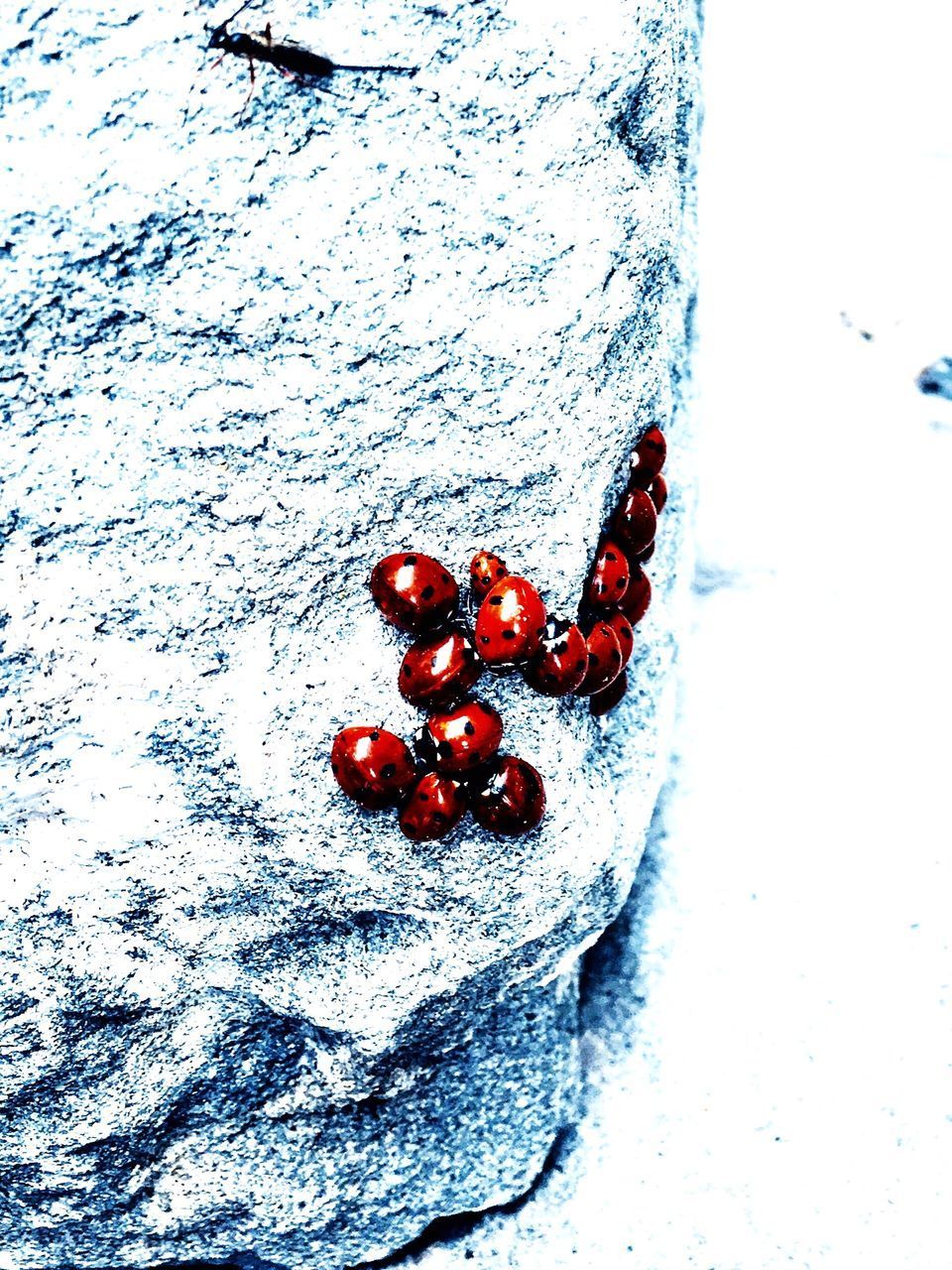 HIGH ANGLE VIEW OF LADYBUG ON SNOW COVERED