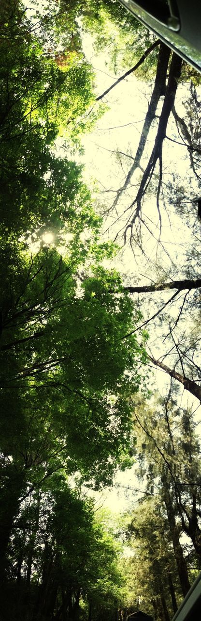 SCENIC VIEW OF FOREST